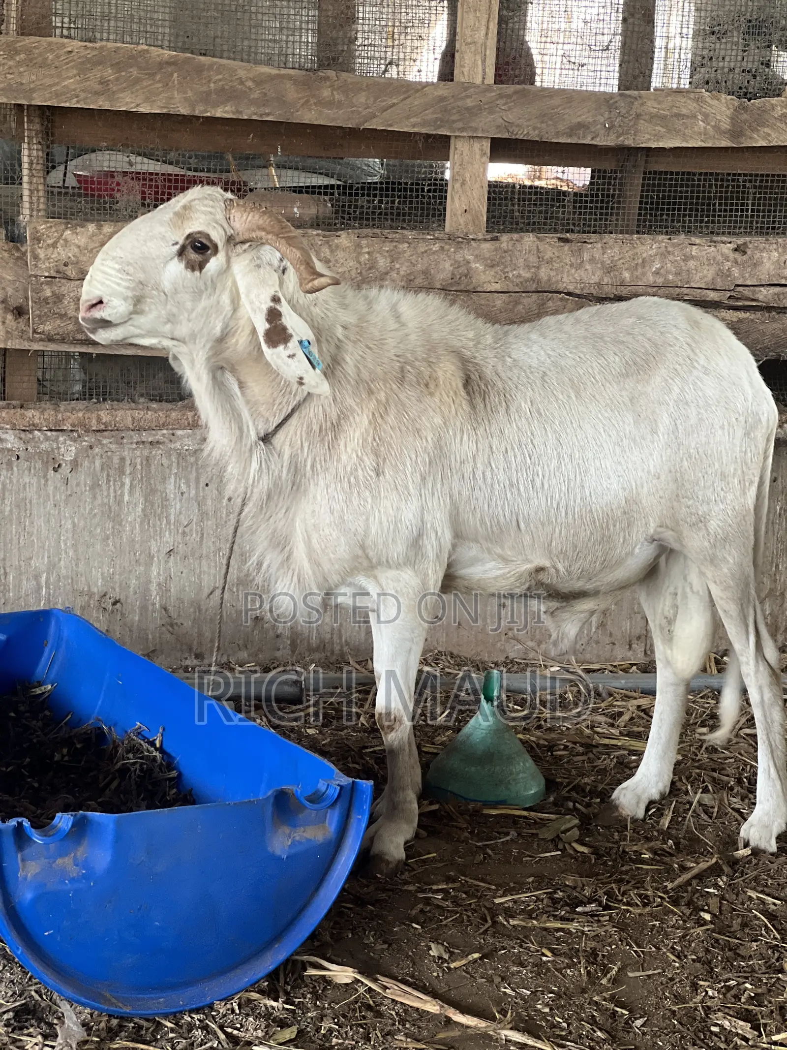 White Balami Rams Available