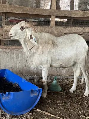 White Balami Rams Available