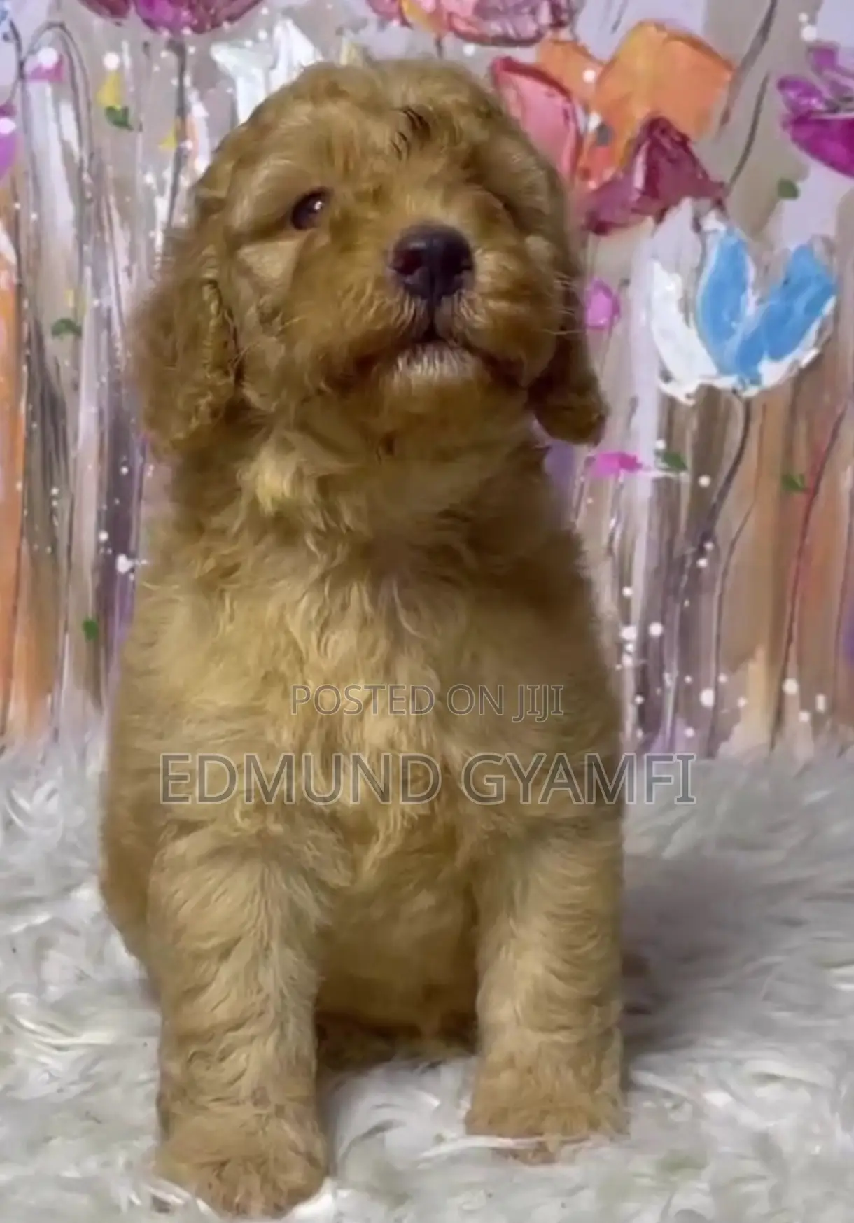 1-3 months Male Purebred Poodle