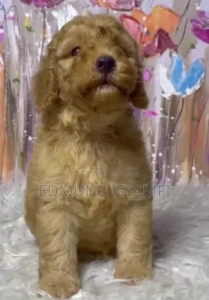 1-3 months Male Purebred Poodle
