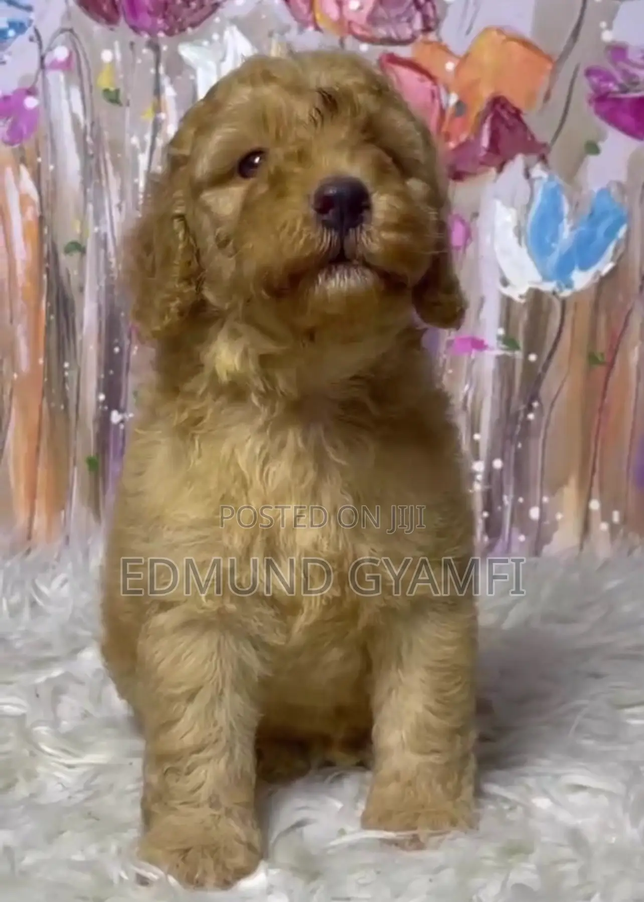 1-3 months Male Purebred Poodle