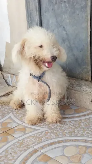 1+ year Female Purebred Maltese