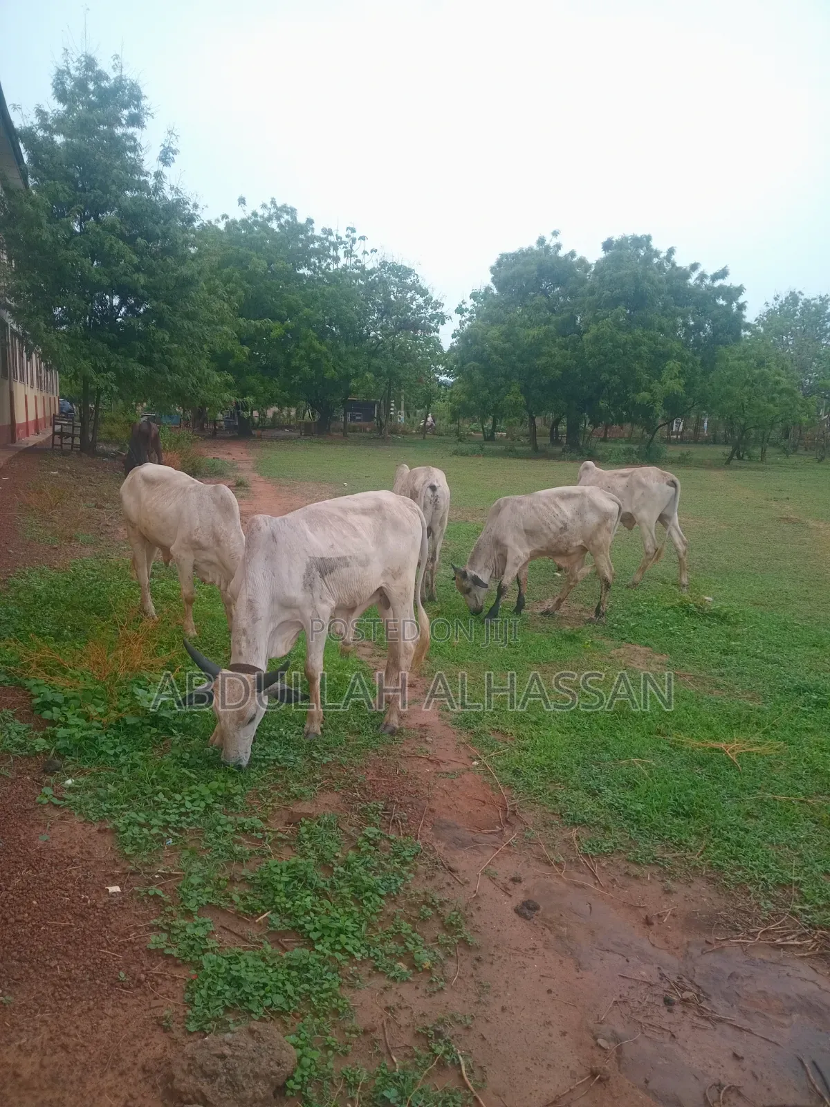 Young and Healthy Cows for Sale