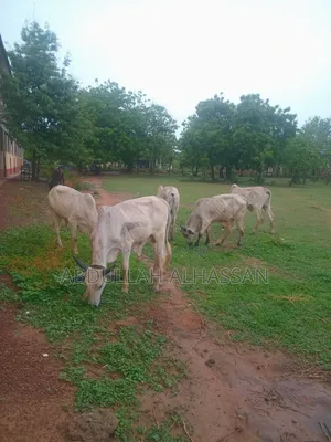 Young and Healthy Cows for Sale