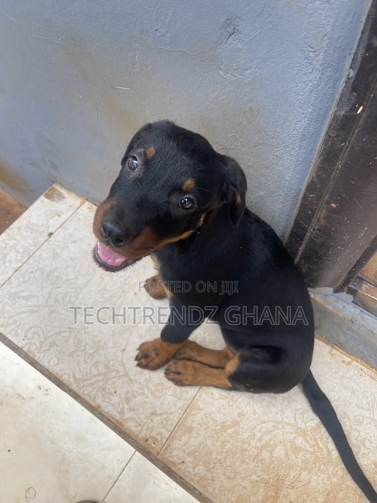 3-6 months Female Purebred Rottweiler