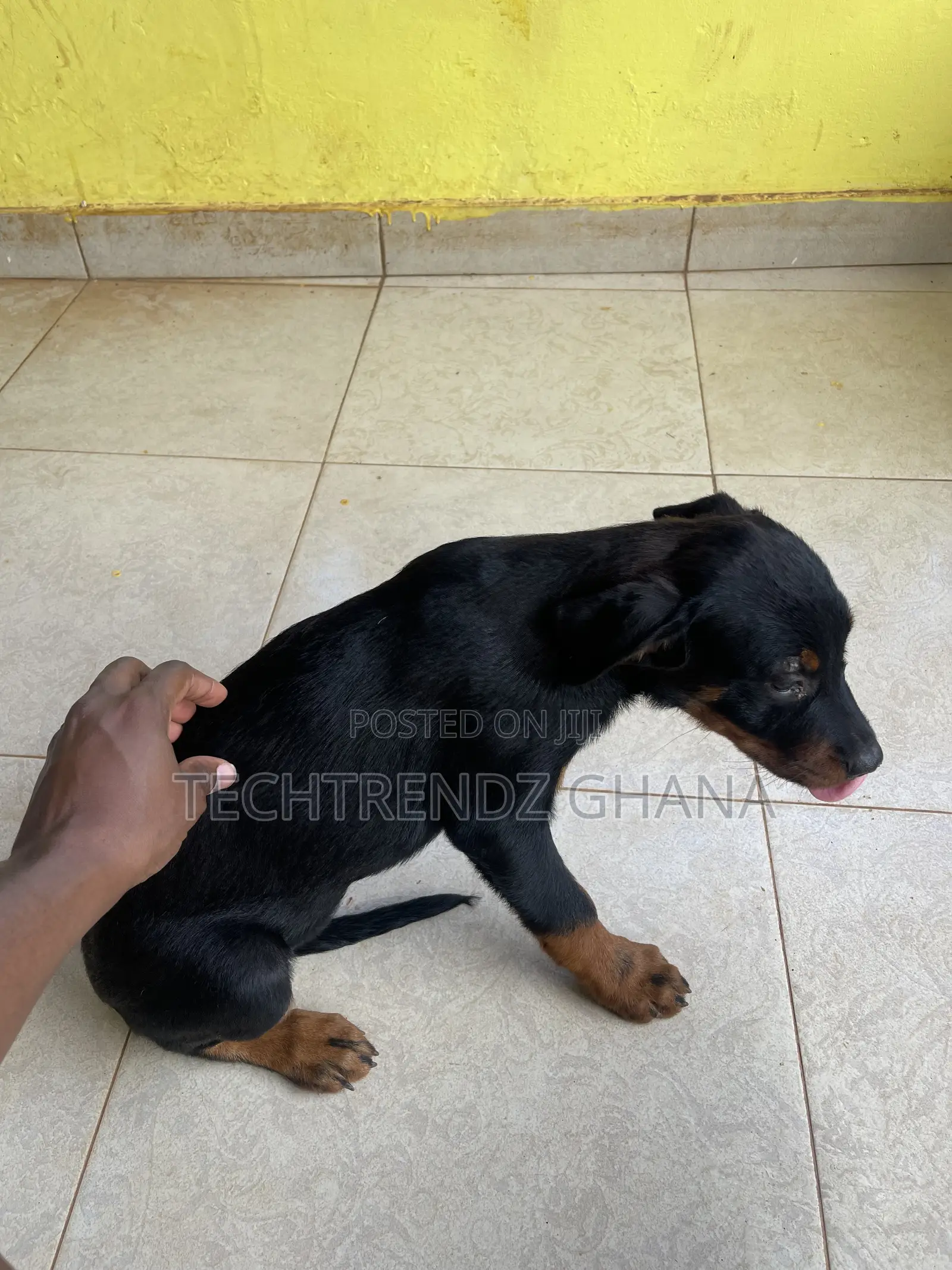 3-6 months Female Purebred Rottweiler