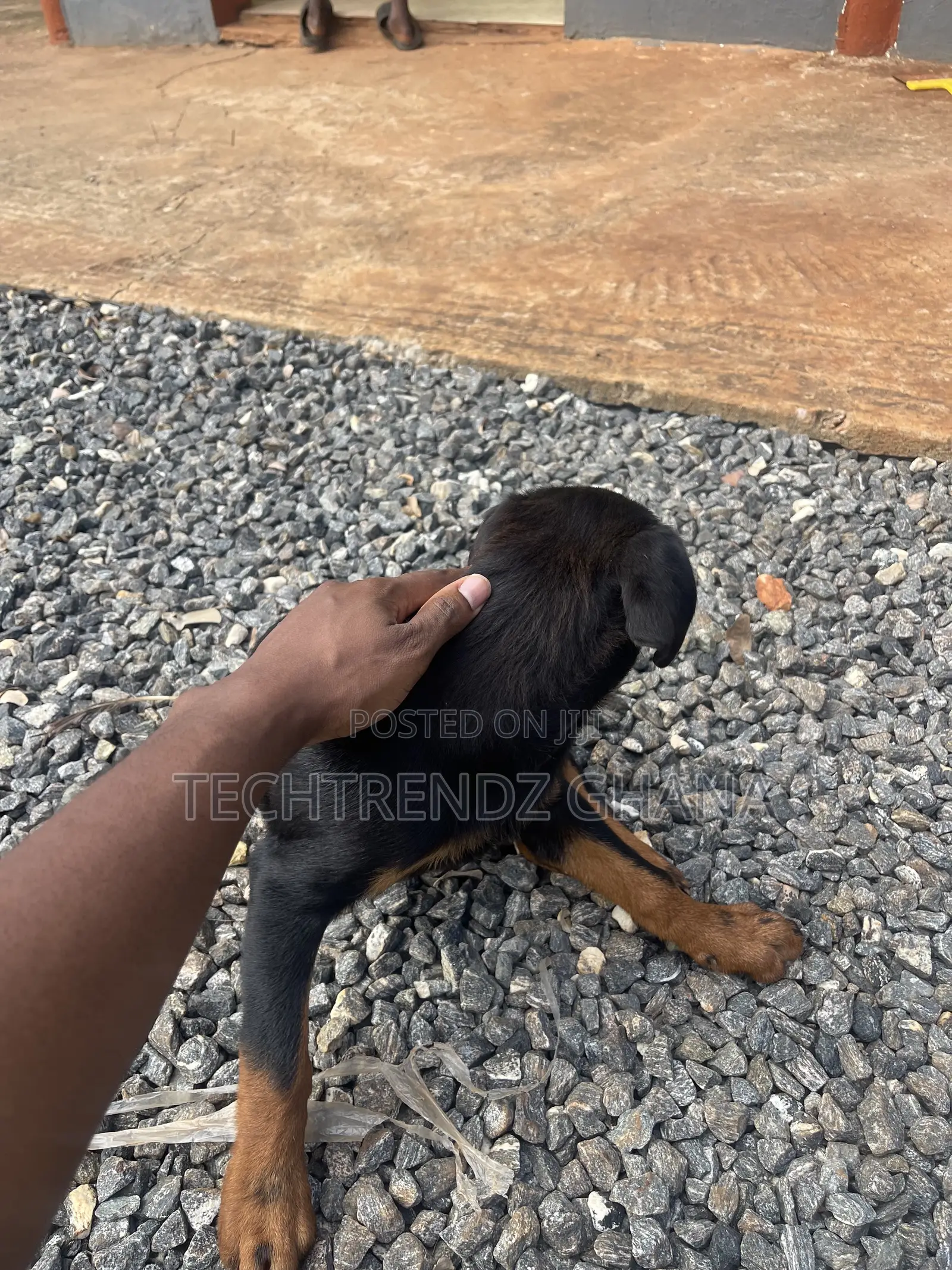 3-6 months Female Purebred Rottweiler