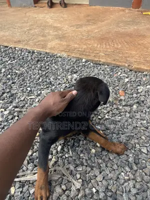 3-6 months Female Purebred Rottweiler