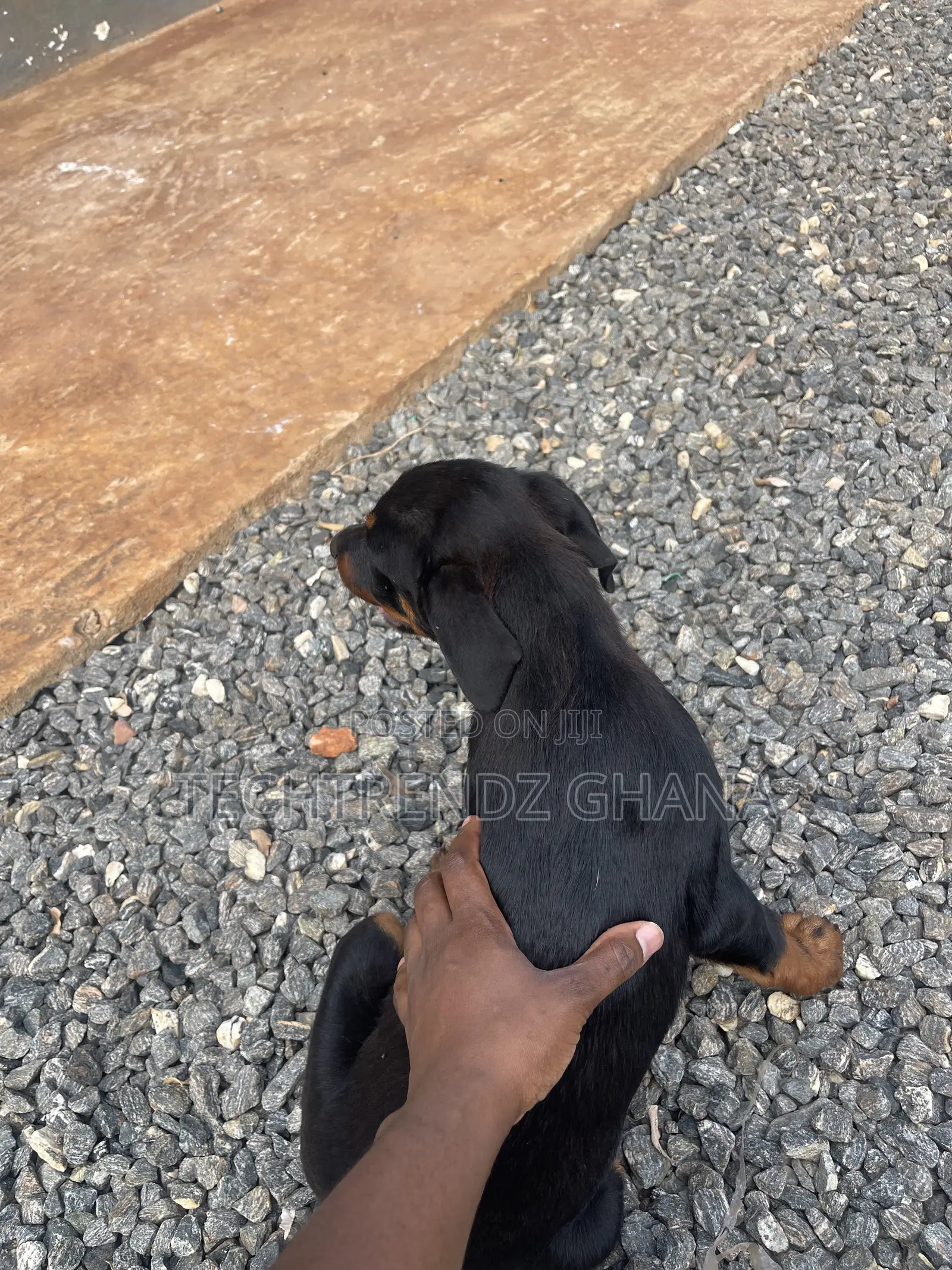 3-6 months Female Purebred Rottweiler