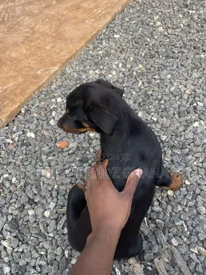 3-6 months Female Purebred Rottweiler