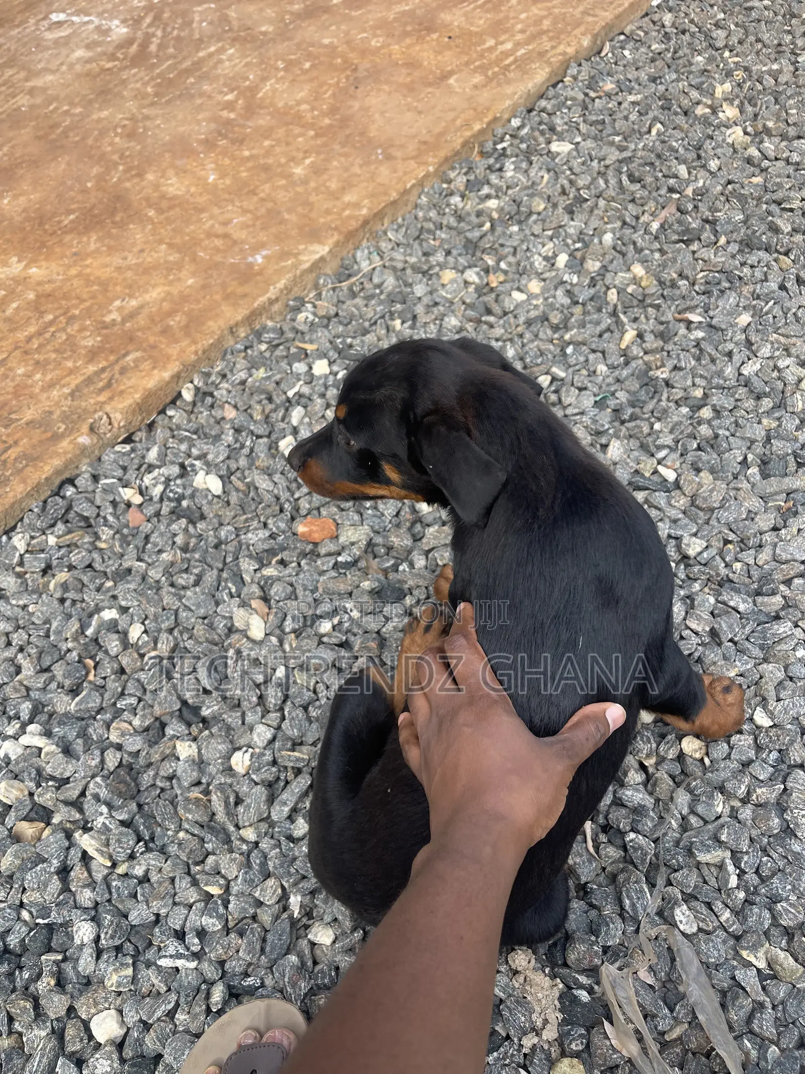 3-6 months Female Purebred Rottweiler
