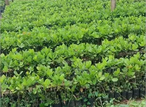 Certified Grafted Cashew Seedlings And Other Seedlings
