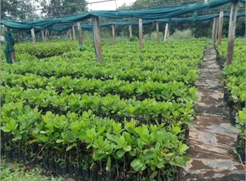 Certified Grafted Cashew Seedlings And Other Seedlings