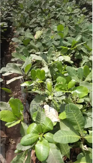 Certified Grafted Cashew Seedlings And Other Seedlings