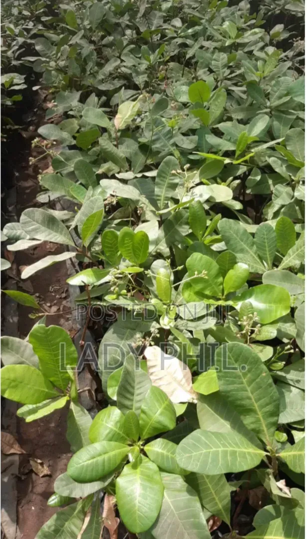 Certified Grafted Cashew Seedlings And Other Seedlings