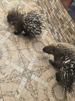Porcupine for Sale