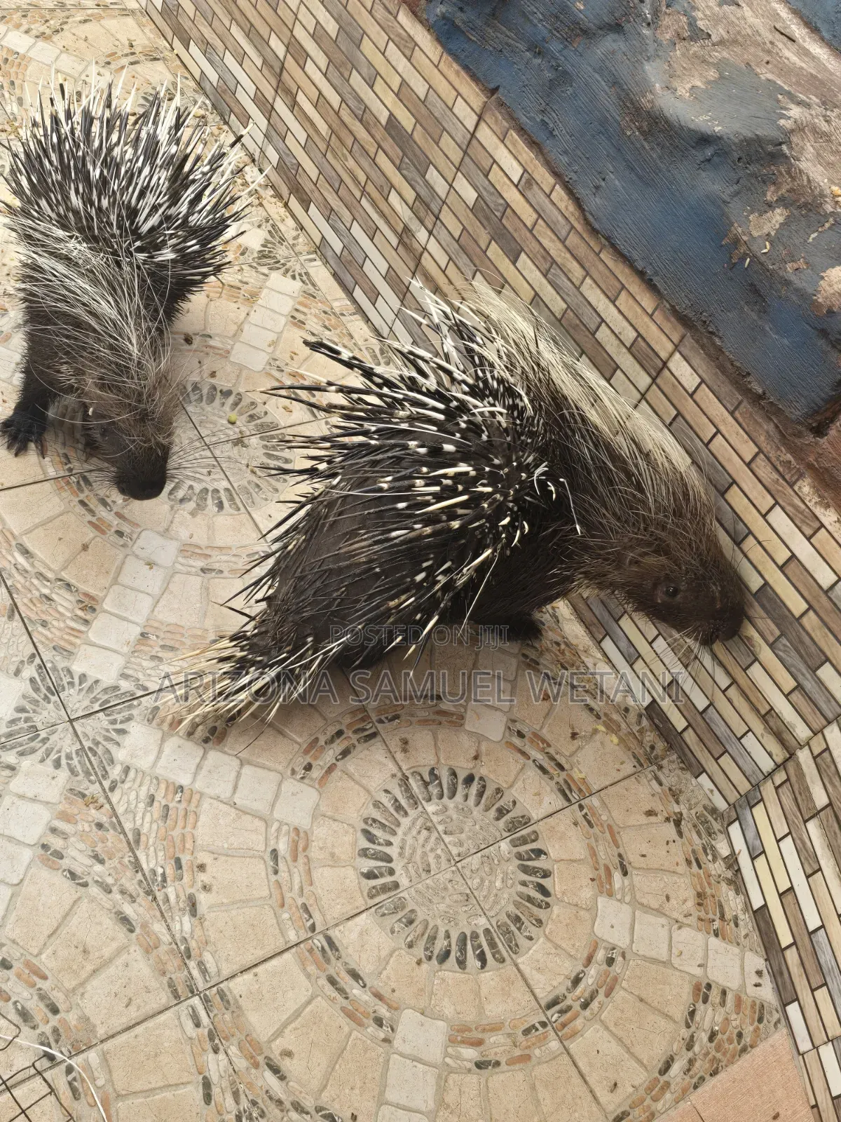 Porcupine for Sale