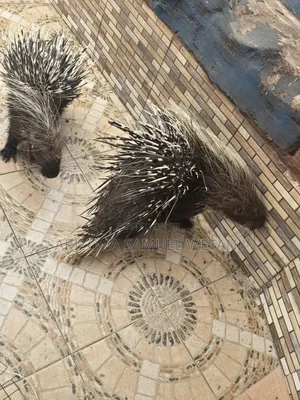 Porcupine for Sale