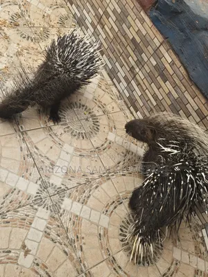 Porcupine for Sale