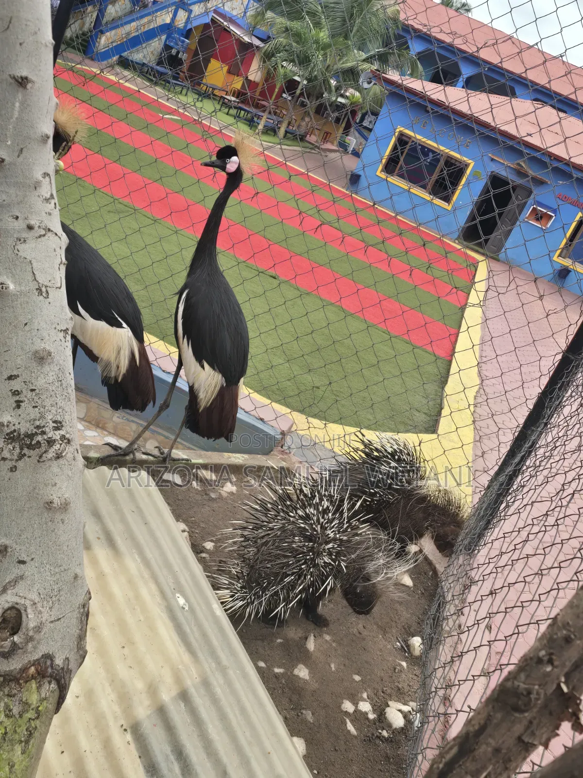 Porcupine for Sale