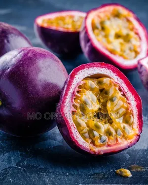 Purple Passion Plant