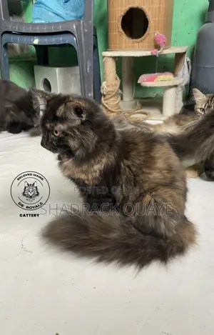 1-3 months Female Purebred Maine Coon
