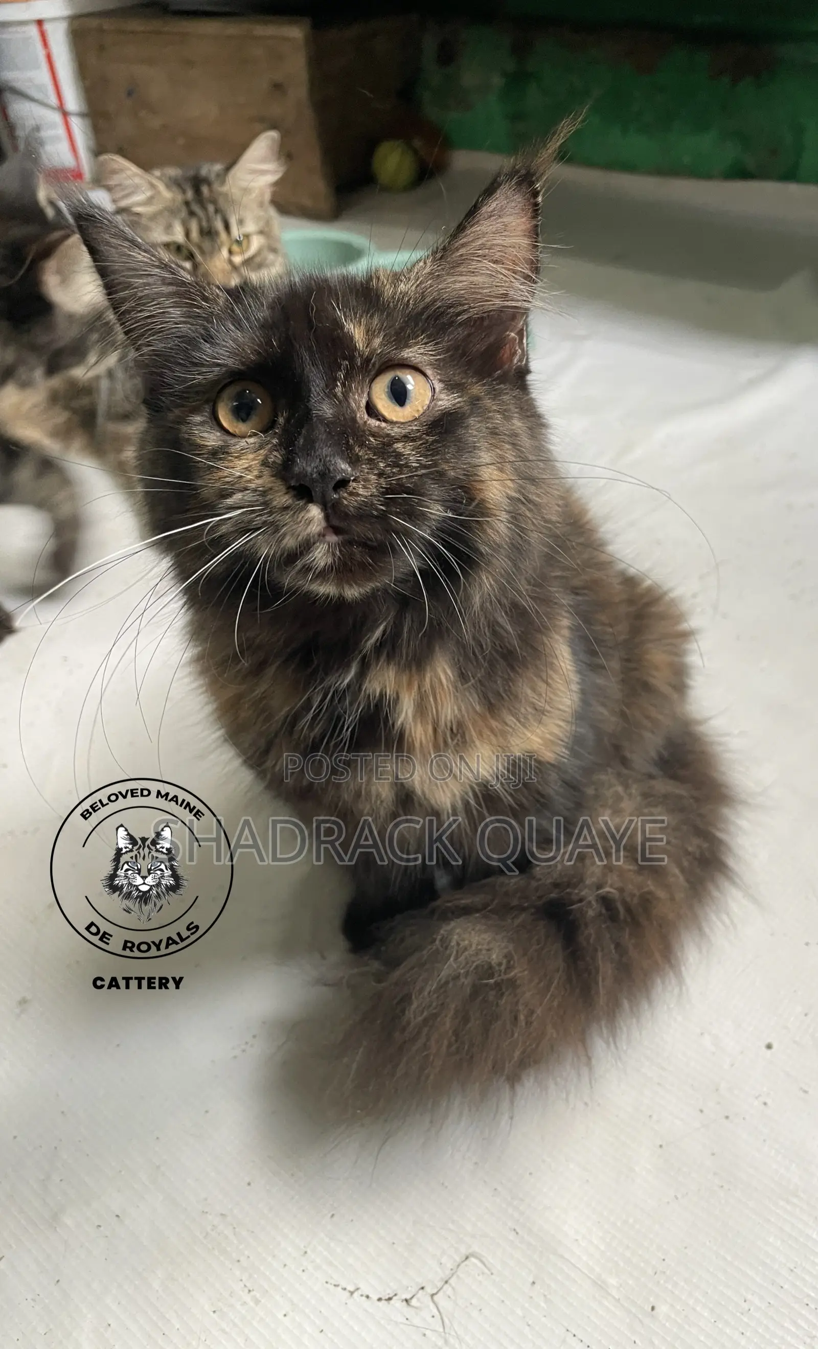1-3 months Female Purebred Maine Coon