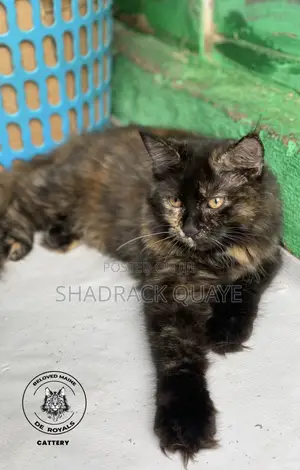 1-3 months Female Purebred Maine Coon