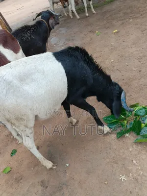 Neatest Male Sheeps