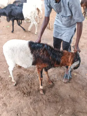 Neatest Male Sheeps