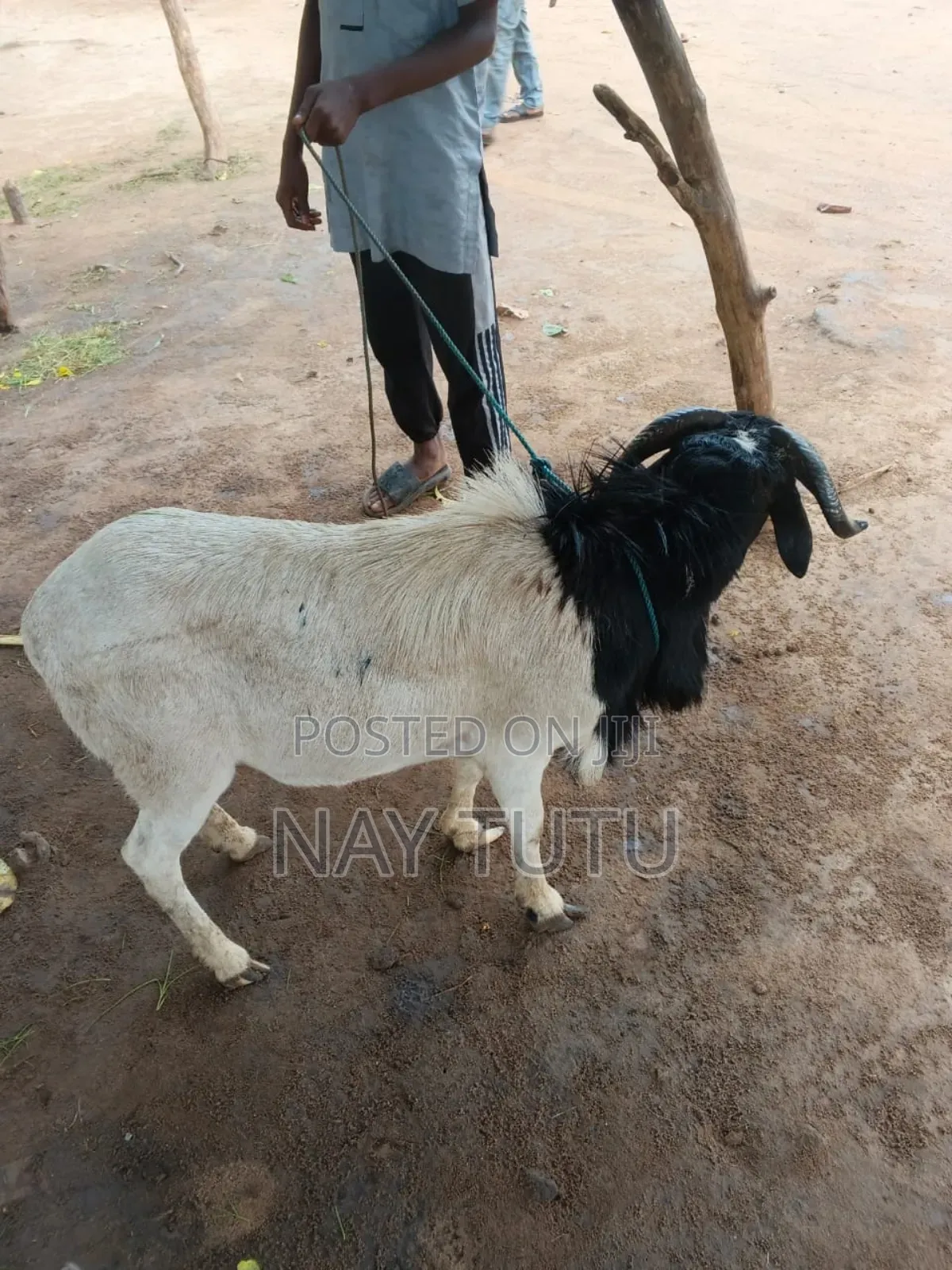 Neatest Male Sheeps