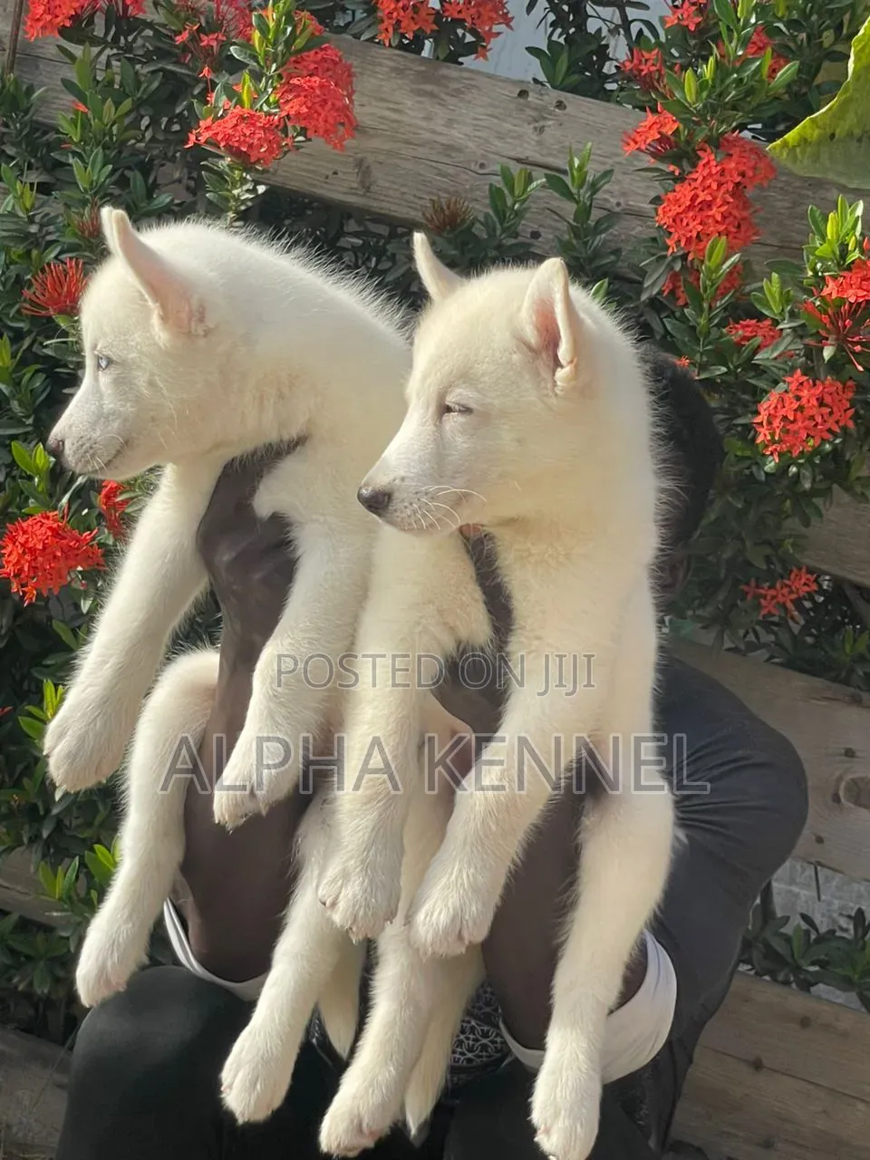 1-3 months Male Purebred Siberian Husky