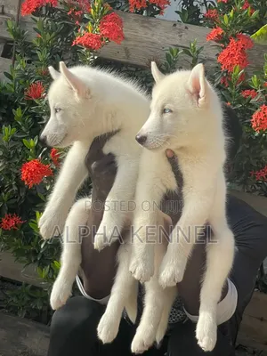 1-3 months Male Purebred Siberian Husky