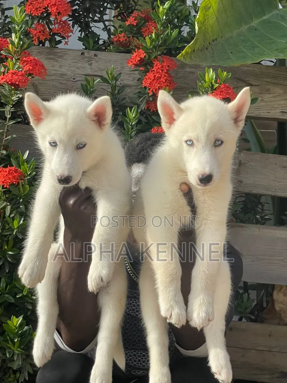 1-3 months Male Purebred Siberian Husky