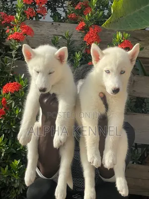 1-3 months Male Purebred Siberian Husky