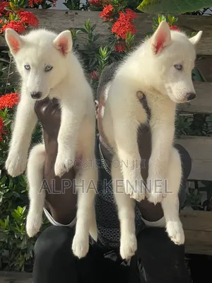 1-3 months Male Purebred Siberian Husky