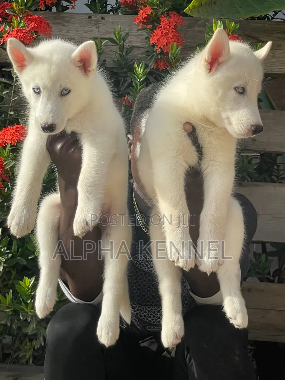 1-3 months Male Purebred Siberian Husky