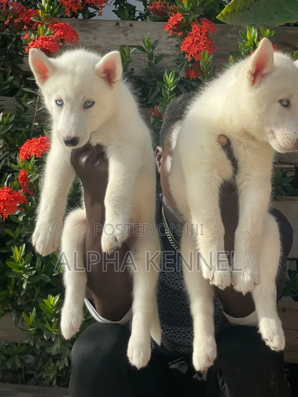 1-3 months Male Purebred Siberian Husky