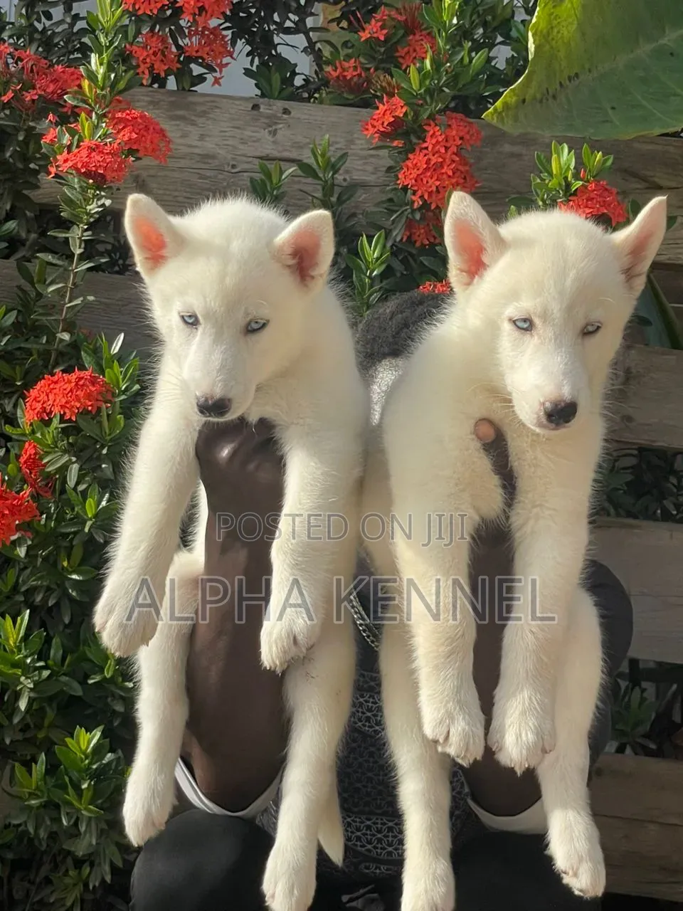 1-3 months Male Purebred Siberian Husky