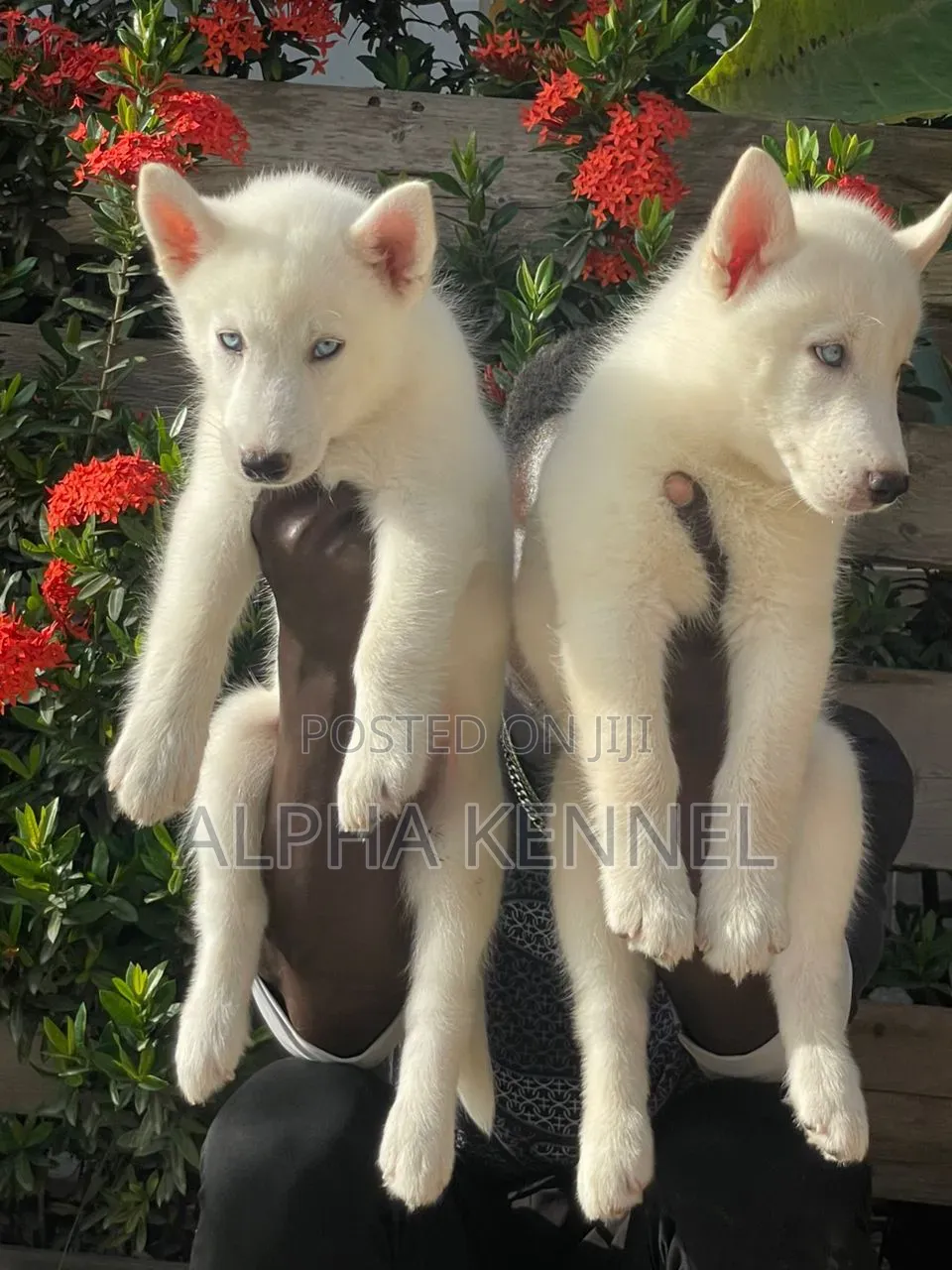1-3 months Male Purebred Siberian Husky