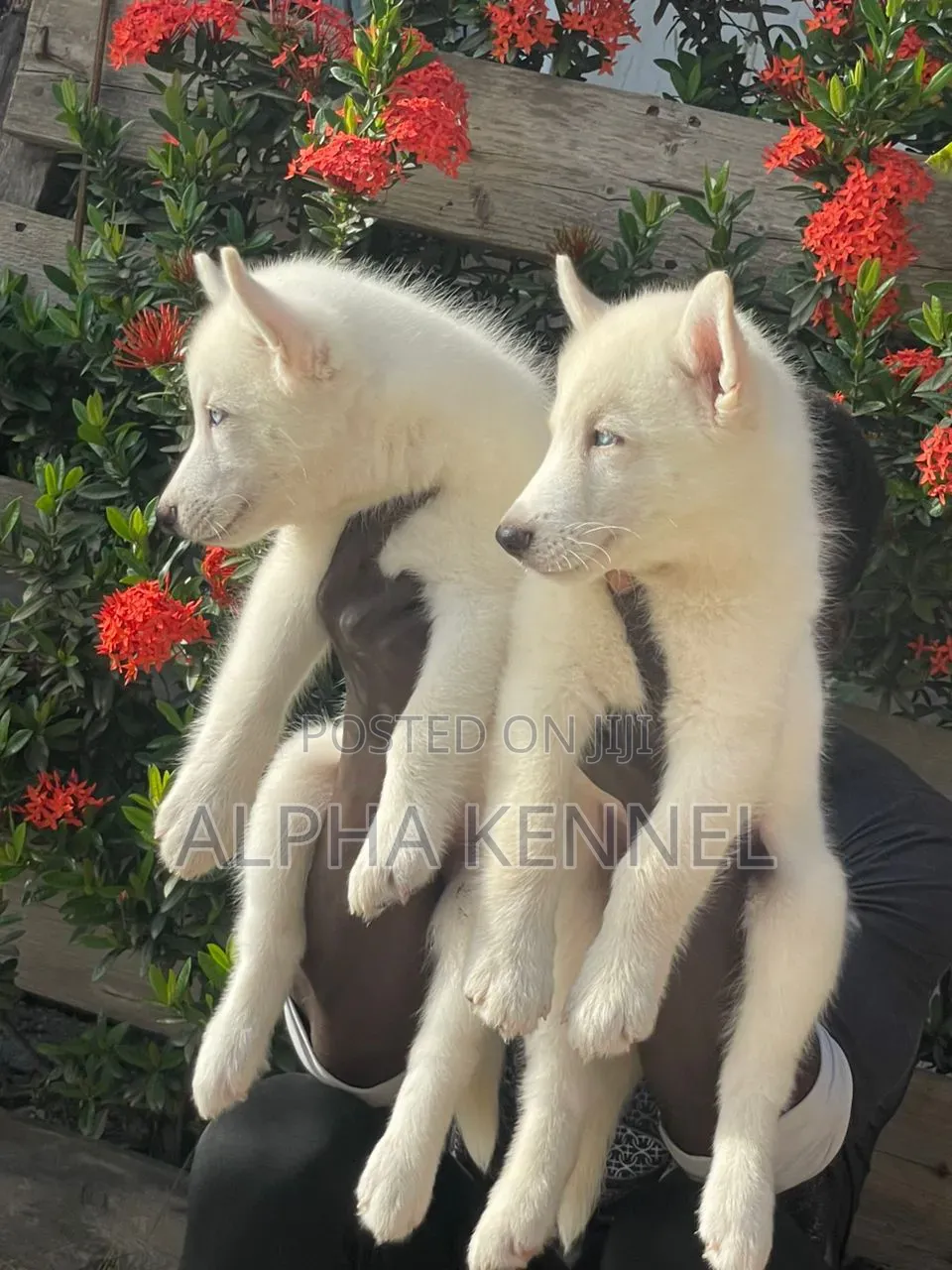 1-3 months Male Purebred Siberian Husky
