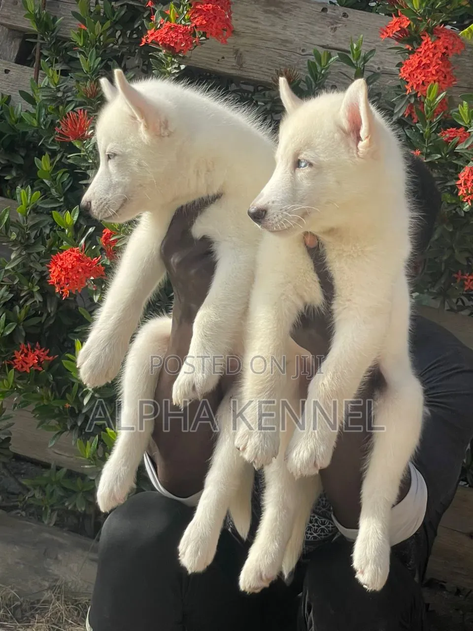 1-3 months Male Purebred Siberian Husky