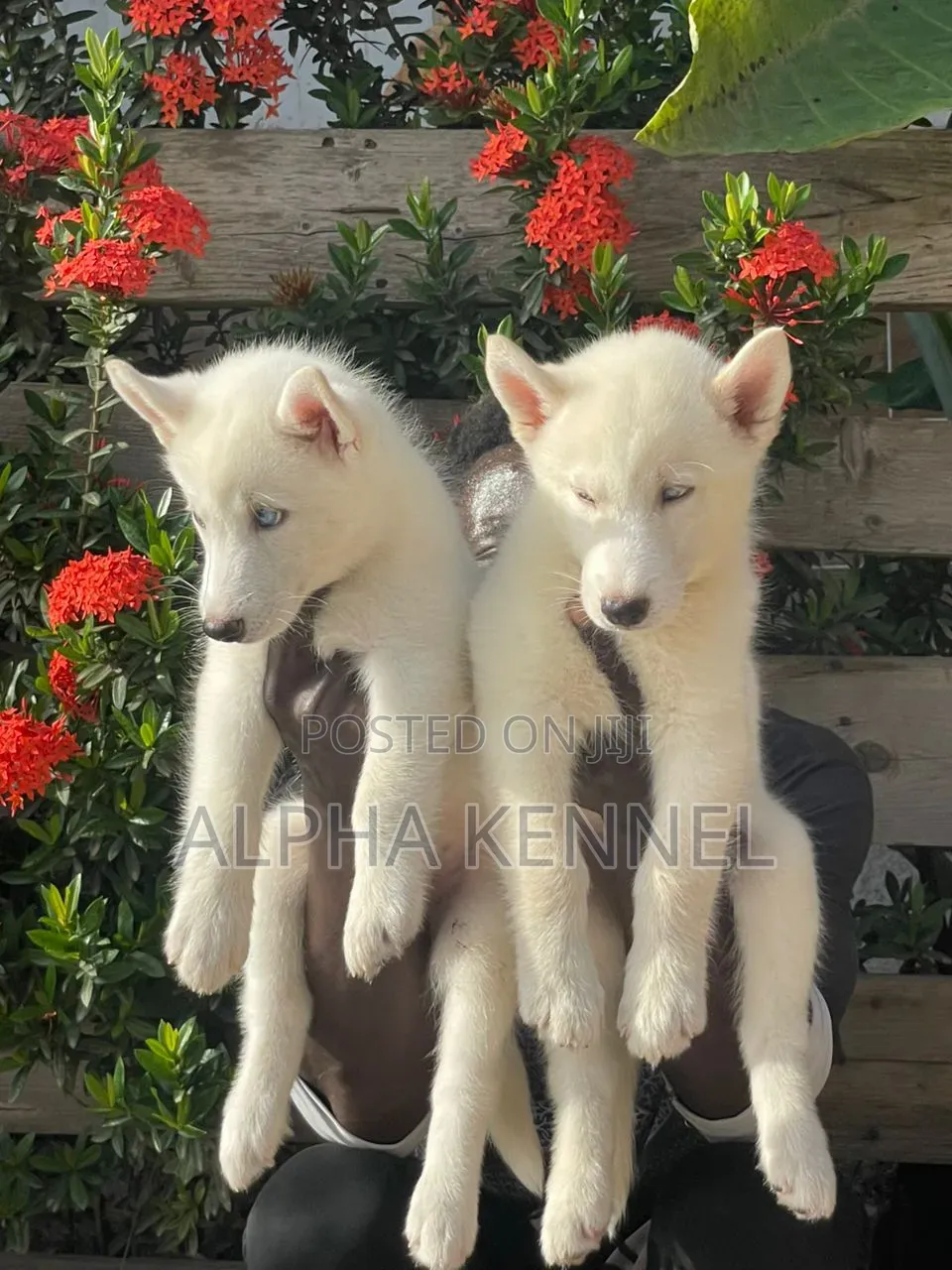 1-3 months Male Purebred Siberian Husky