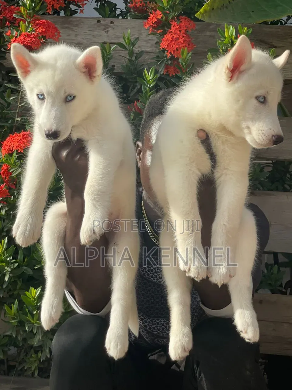 1-3 months Male Purebred Siberian Husky