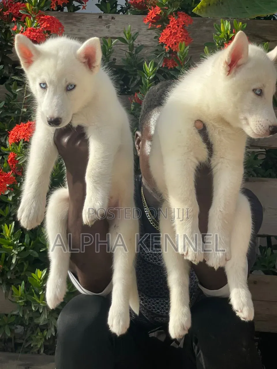 1-3 months Male Purebred Siberian Husky