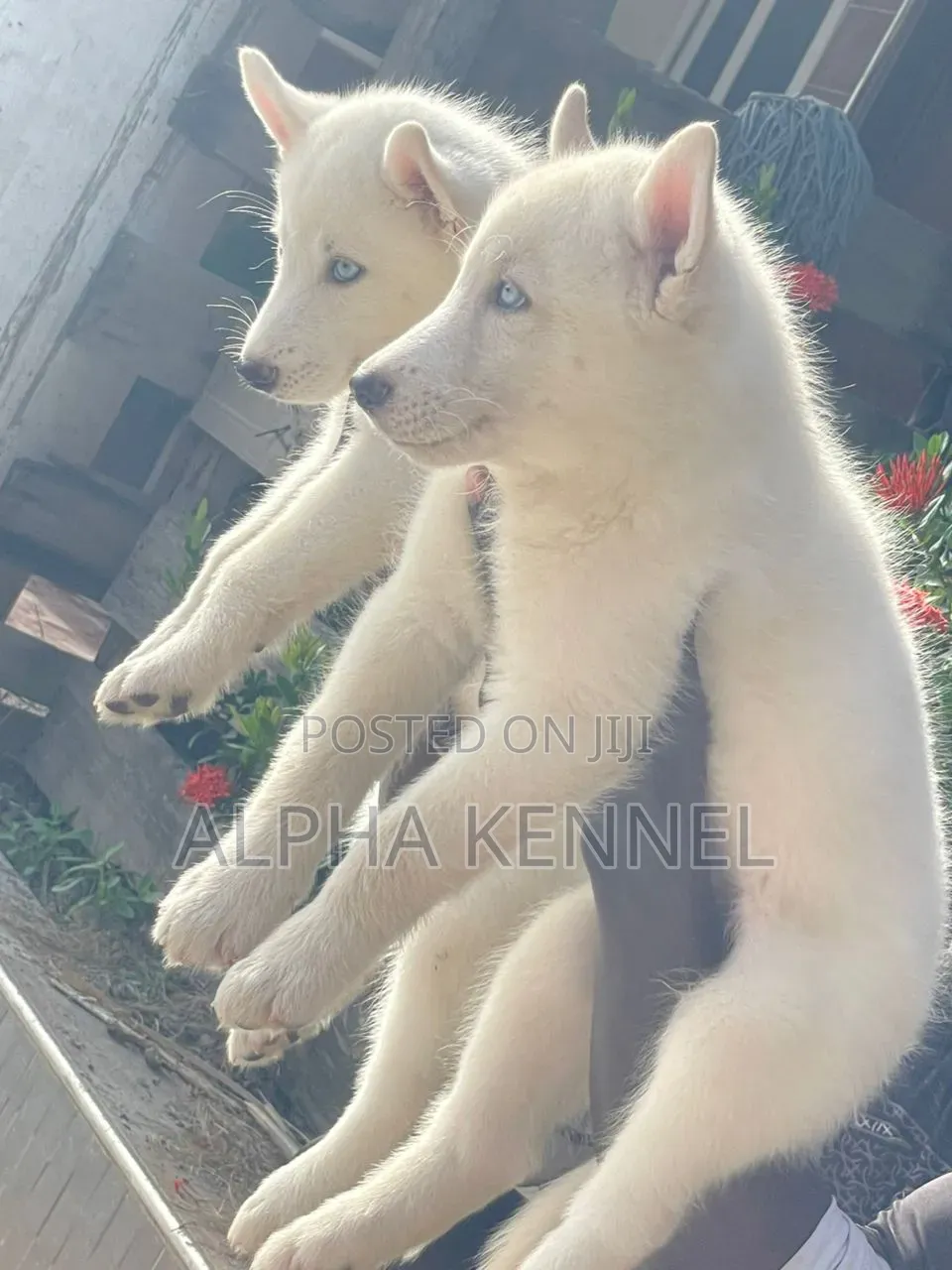 1-3 months Male Purebred Siberian Husky