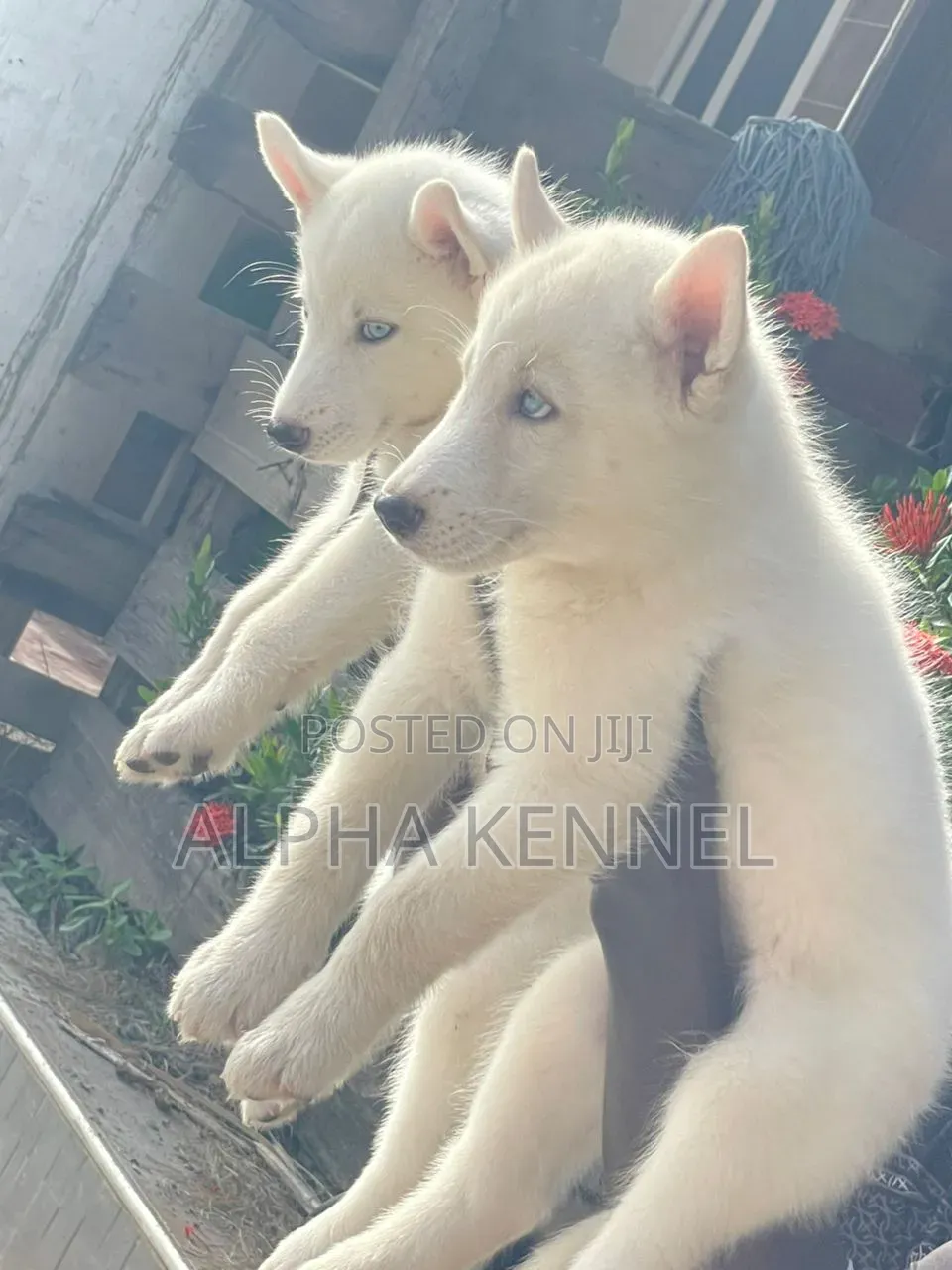 1-3 months Male Purebred Siberian Husky