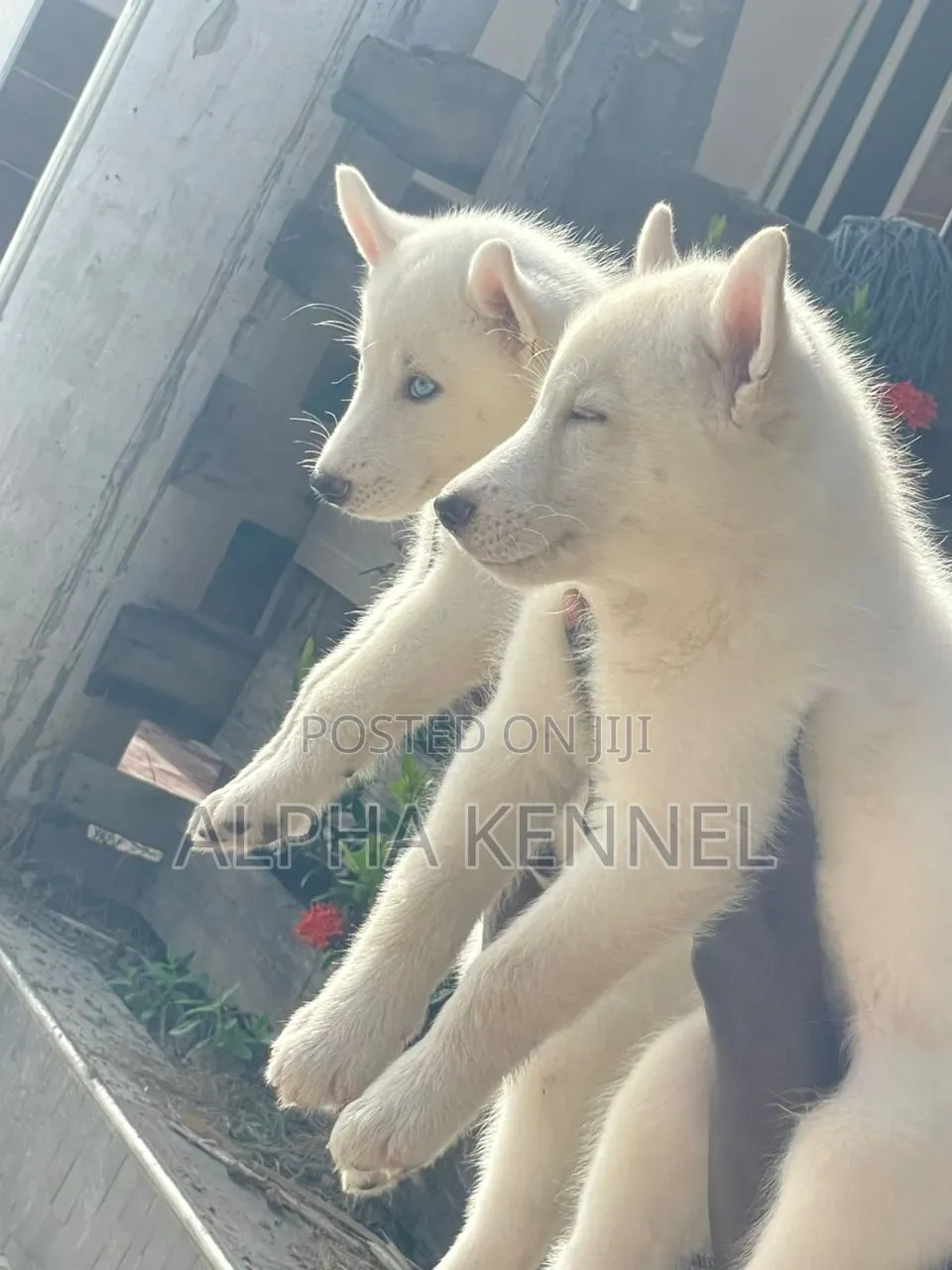 1-3 months Male Purebred Siberian Husky