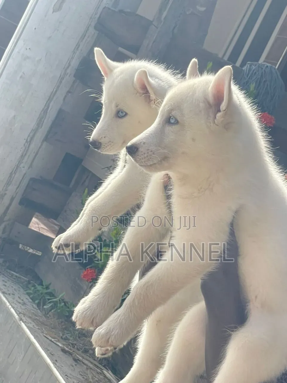 1-3 months Male Purebred Siberian Husky