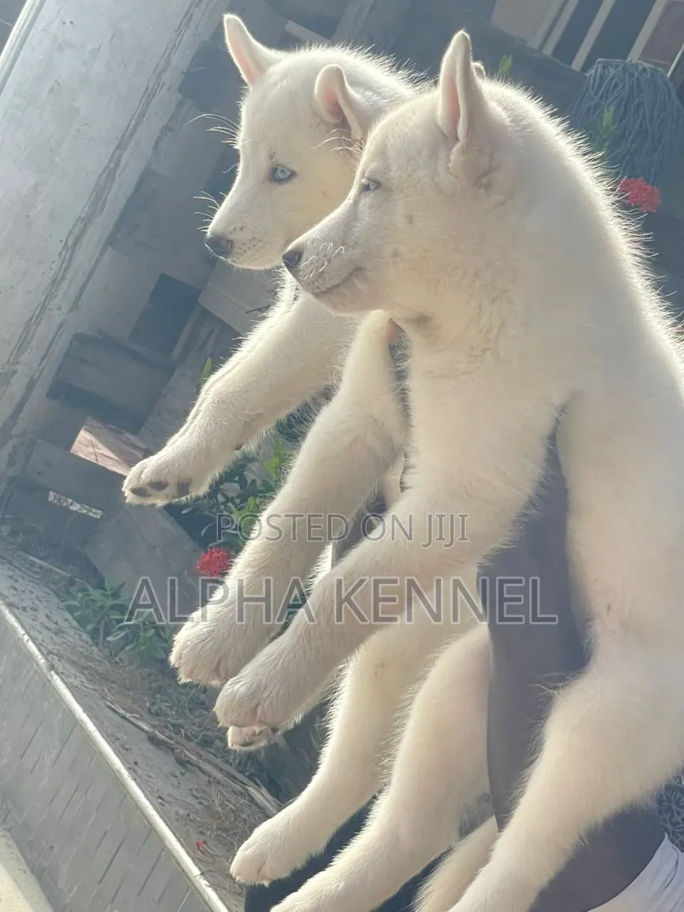 1-3 months Male Purebred Siberian Husky